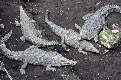 High angle view of crocodile in water