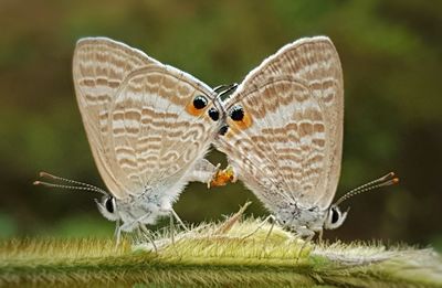 Close-up of butterfly flying