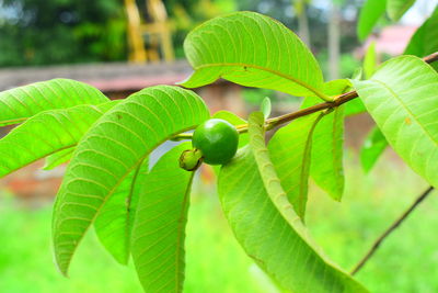 Close-up of green leaves on plant