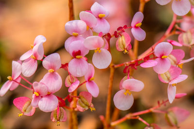 Close-up of pink cherry blossoms