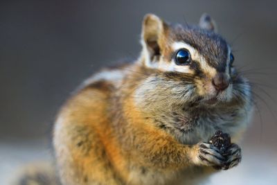 Close-up of squirrel