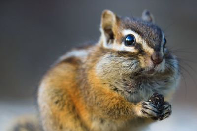 Close-up of squirrel