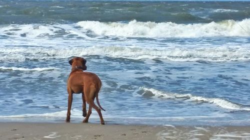 Dog jumping on beach