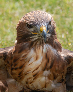 Close-up portrait of hawk