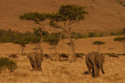 Elephant family living in masai mara, kenya
