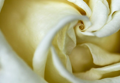 Extreme close up of flower