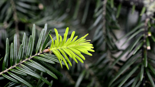 Close-up of pine tree