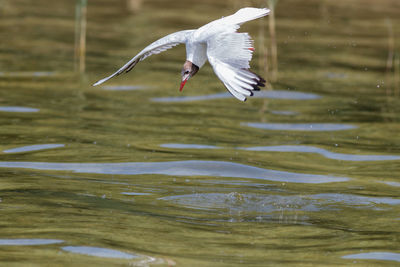 Seagulls flying over lake