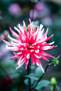 Close-up of red flower blooming outdoors