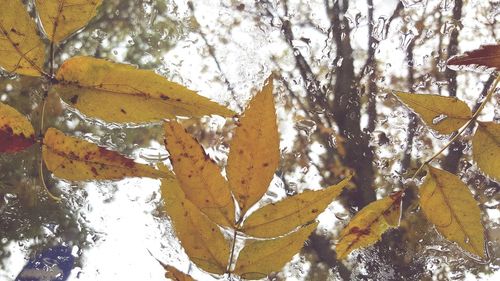 Low angle view of tree against sky