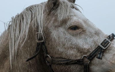 Low angle view of horse horse pony eyes snout in haze fog foggy