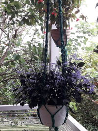 View of purple flower hanging from tree