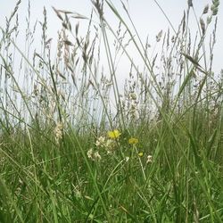 Close-up of plants growing on field against sky