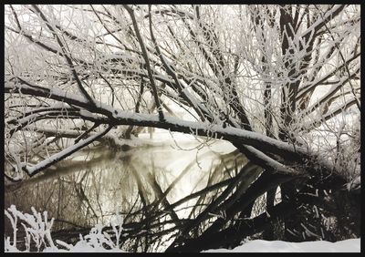Low angle view of bare tree against sky