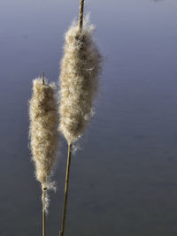 Close-up of plant in lake against sky