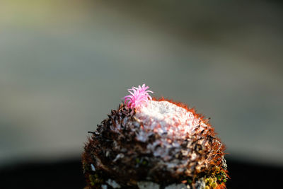 Close-up of pink flower on rock