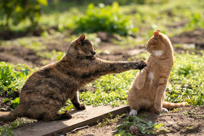 Two cats. a cats fights. social distance.   