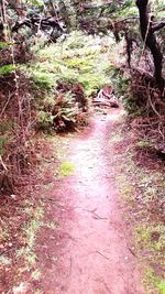 Trees in forest