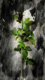 Close-up of ivy growing on tree
