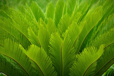 Close-up of palm tree leaves