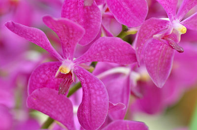 Close-up of pink flower