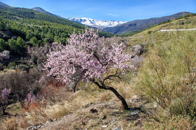 Scenic view of flowering almond tree on field against sky