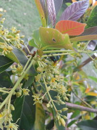 Close-up of yellow flowers