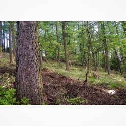 Trees in forest