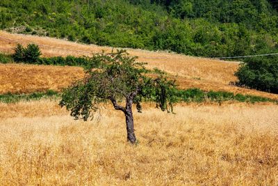 View of trees growing in field