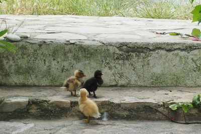 Ducklings on steps against field