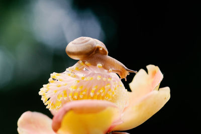 Close-up of honey bee on flower