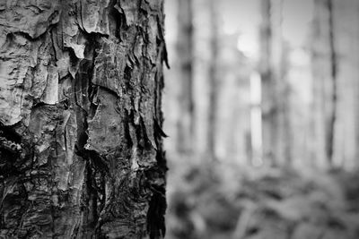 Close-up of tree trunk in forest