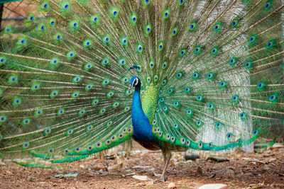 Peacock in a field