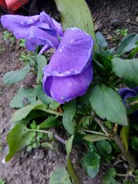 Close-up of purple flowers