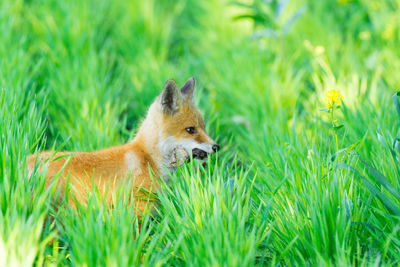 Squirrel standing in grass