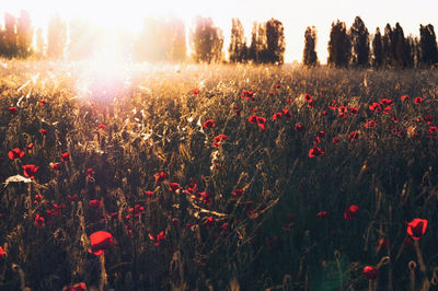 Red flowering plants on field against sky