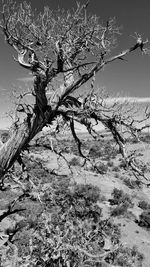 Close-up of dead tree against clear sky