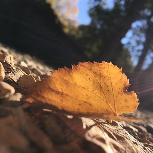 leaf, autumn, change, dry, season, leaf vein, close-up, leaves, focus on foreground, nature, maple leaf, natural pattern, selective focus, tranquility, fallen, orange color, outdoors, day, beauty in nature, fragility