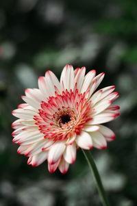 Close-up of bee on red flower