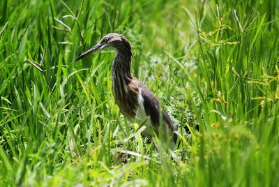 Bird perching on a field