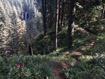 Trees growing in forest