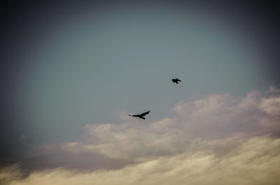 Low angle view of bird flying in sky