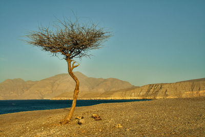 Dead tree on mountain against clear sky