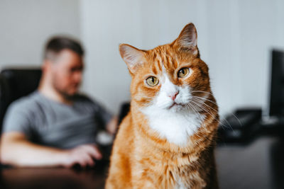 Red cat sits on the computer desk while man is using laptop. freelancer working from home.