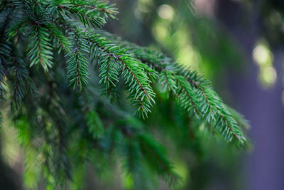 Close-up of pine tree