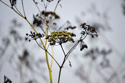 Low angle view of flower tree against sky