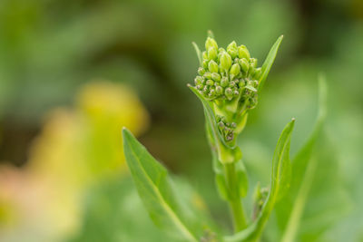 The organic cultivation of turnip broccoli