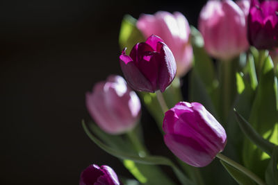 Close-up of purple crocus blooming outdoors