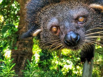 Close-up portrait of a animal