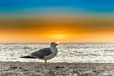 Seagull perching on beach against sky during sunset